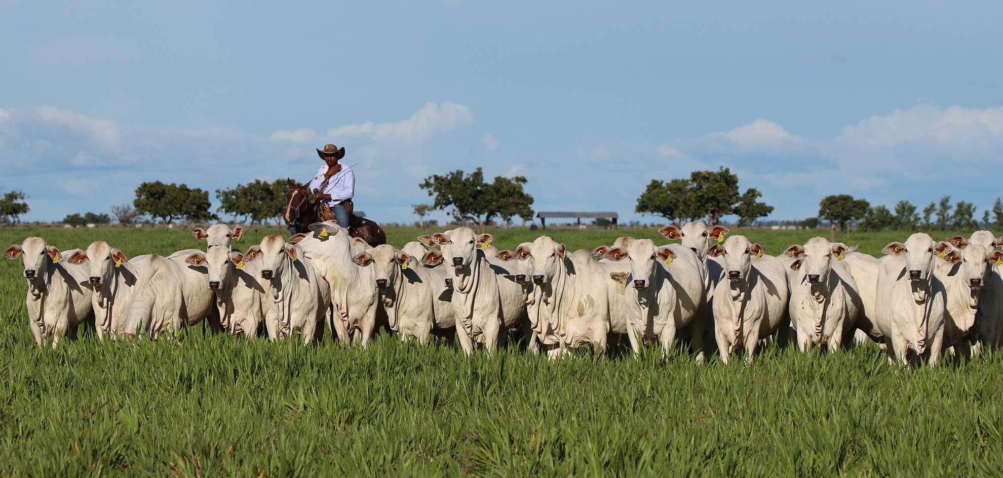 Reses de ganado colombiano