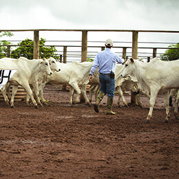 Corrales del ganado