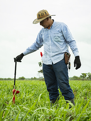 Manejo del pasto y fertilización de corales para el ganado